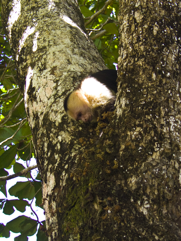 White-Faced Capuchin In Tree